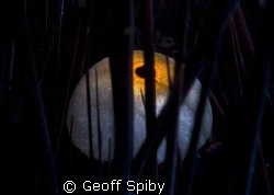 evil eye by Geoff Spiby 